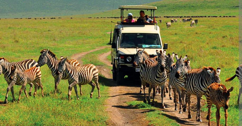Wildlife and safari experience