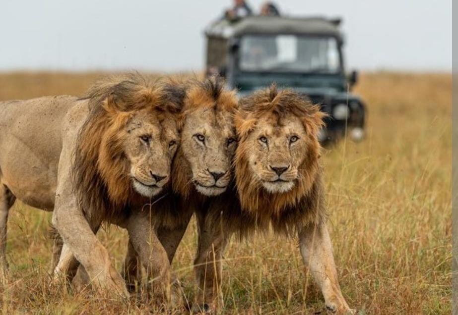 Kenya Safaris