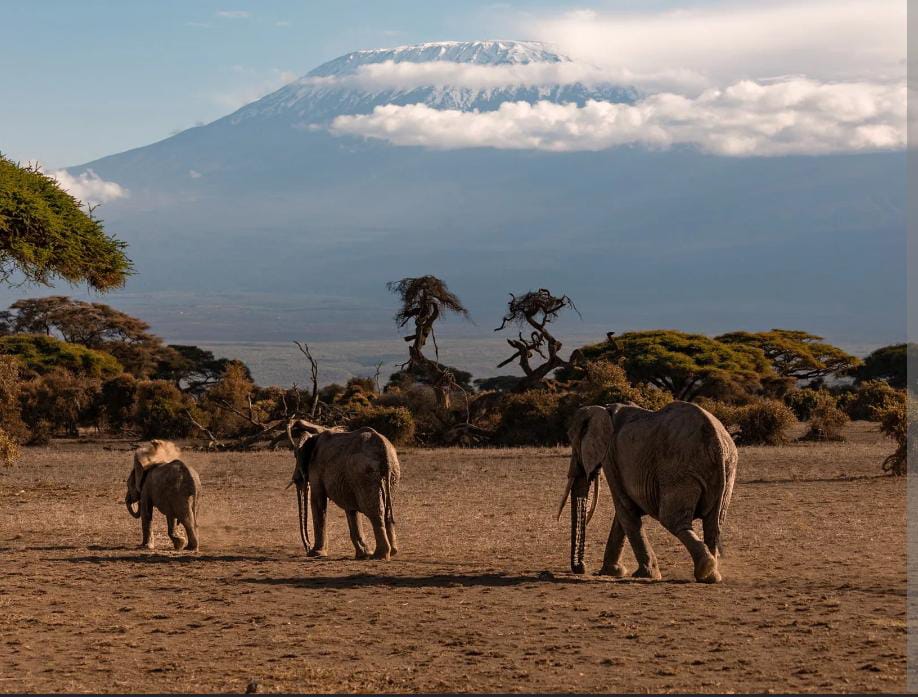 Tanzania Safaris