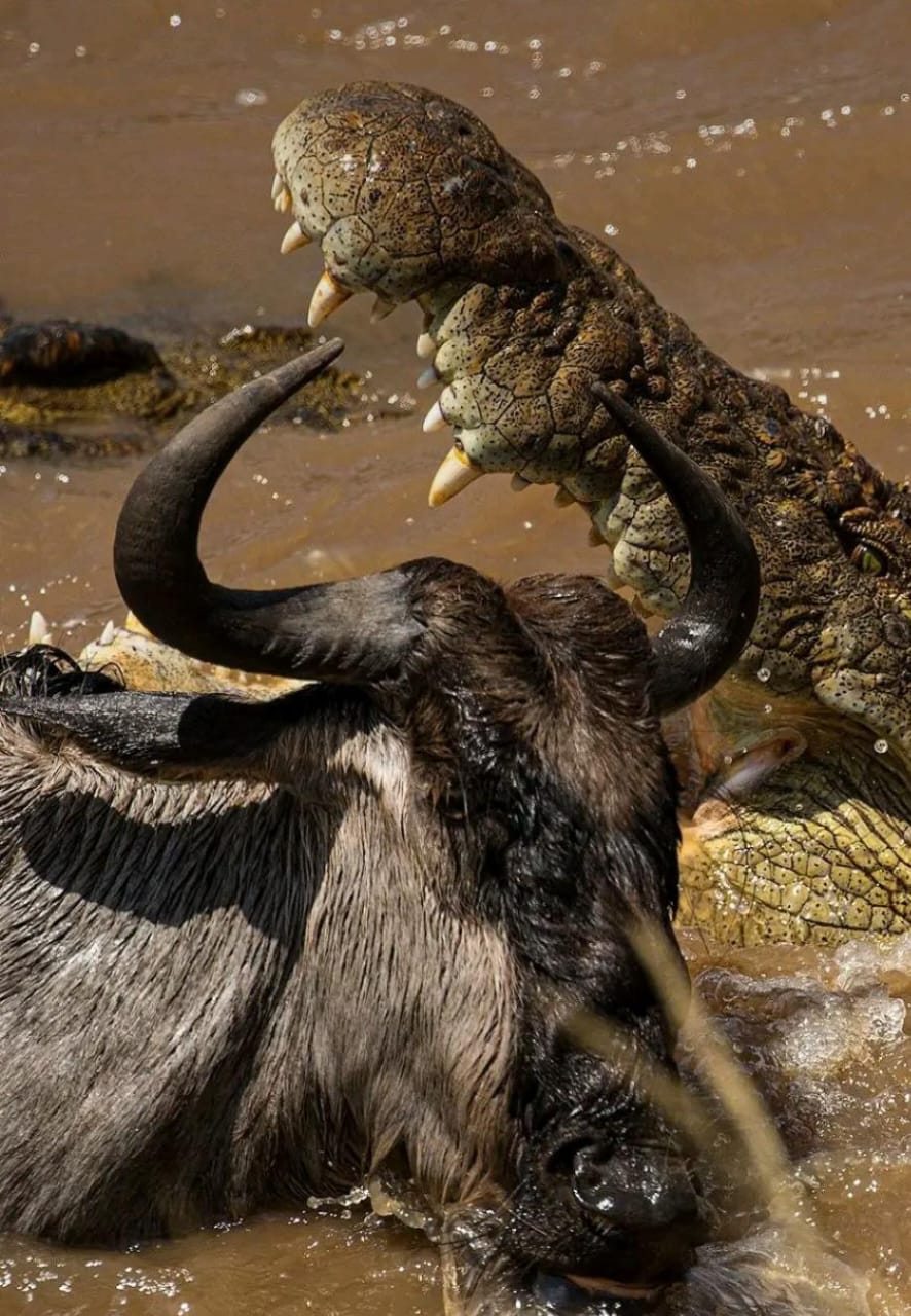 Maasai Mara Escape