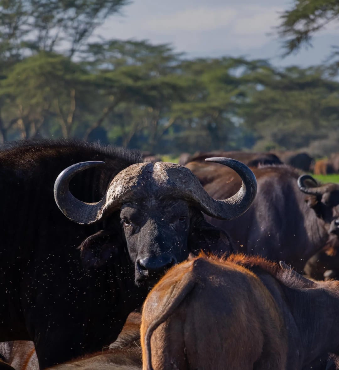 Amboseli and Tsavo Adventure