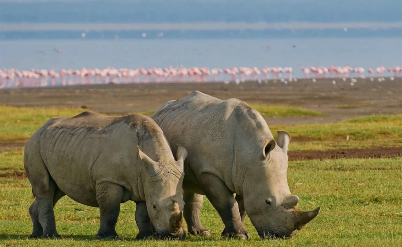 Lake Nakuru and Naivasha Escape