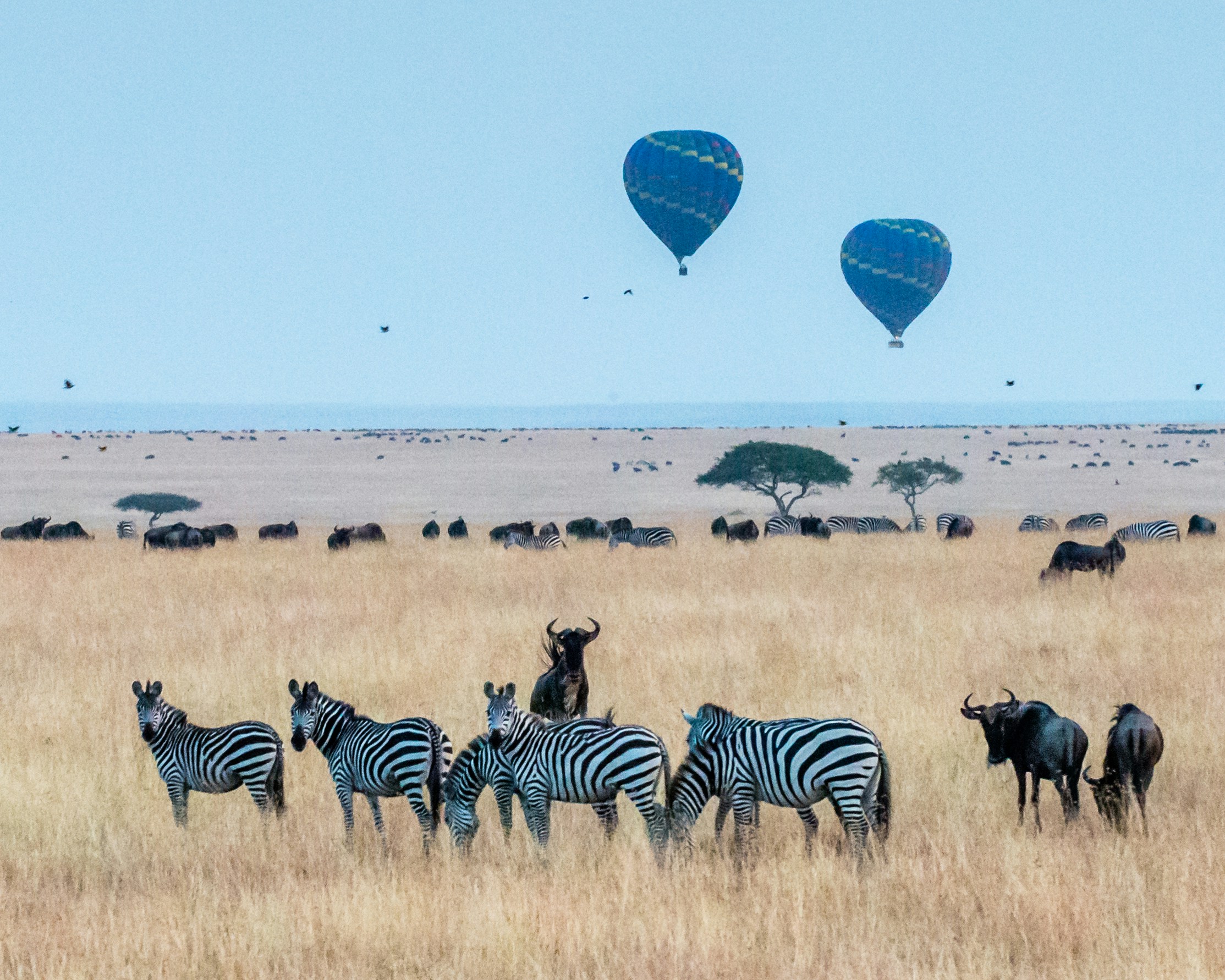 Kenya and Tanzania Safaris